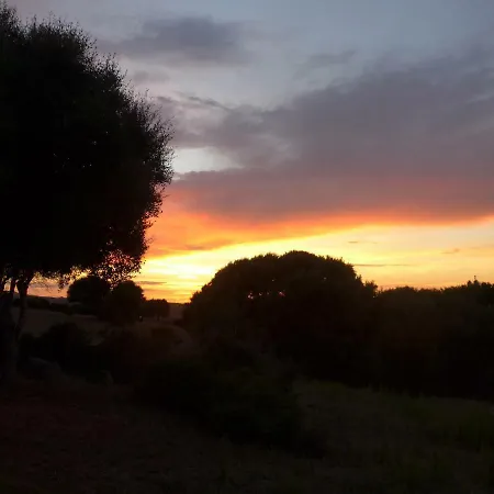 Gli Olivastri